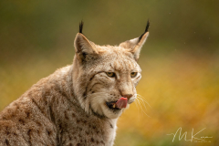 Wildpark Tambach - (c) Mario Kern