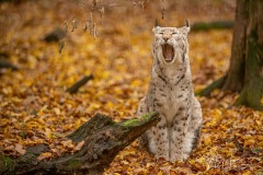Wildpark Tambach - (c) Mario Kern