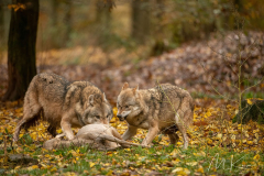 Wildpark Tambach - (c) Mario Kern