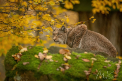 Wildpark Tambach - (c) Mario Kern