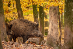 Wildpark Tambach - (c) Mario Kern
