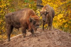 Wildpark Tambach - (c) Mario Kern