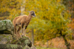 Wildpark Tambach - (c) Mario Kern