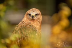 Wildpark Tambach - (c) Mario Kern