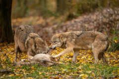 Wildpark Tambach - (c) Mario Kern