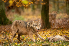 Wildpark Tambach - (c) Mario Kern