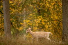 Wildpark Tambach - (c) Mario Kern
