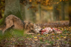 Wildpark Tambach - (c) Mario Kern
