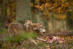 Wildpark Tambach - (c) Mario Kern