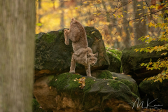 Wildpark Tambach - (c) Mario Kern