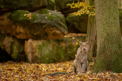 Wildpark Tambach - (c) Mario Kern