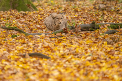 Wildpark Tambach - (c) Silke Kern