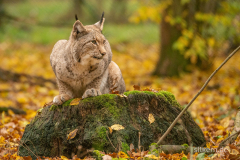 Wildpark Tambach - (c) Silke Kern