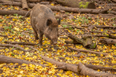 Wildpark Tambach - (c) Silke Kern