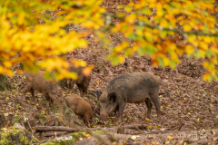 Wildpark Tambach - (c) Silke Kern