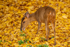 Wildpark Tambach - (c) Silke Kern