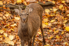 Wildpark Tambach - (c) Silke Kern