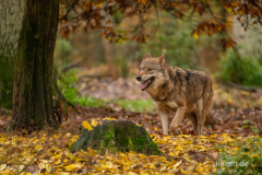 Wildpark Tambach - (c) Silke Kern