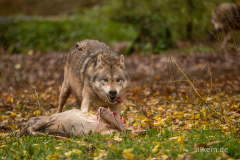 Wildpark Tambach - (c) Silke Kern