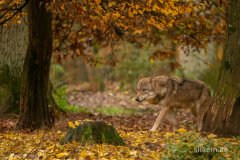 Wildpark Tambach - (c) Silke Kern