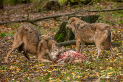 Wildpark Tambach - (c) Silke Kern