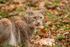 Wildpark Tambach - (c) Silke Kern