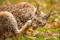 Wildpark Tambach - (c) Silke Kern