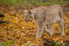 Wildpark Tambach - (c) Silke Kern
