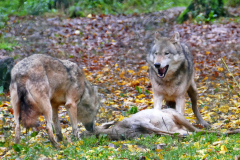 Wildpark Tambach - (c) Michael Grau