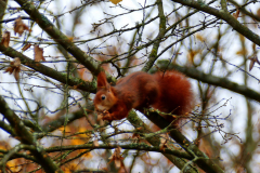 Wildpark Tambach - (c) Michael Grau