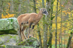 Wildpark Tambach - (c) Michael Grau
