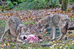 Wildpark Tambach - (c) Michael Grau