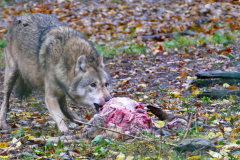 Wildpark Tambach - (c) Michael Grau