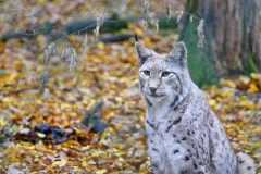 Wildpark Tambach - (c) Michael Grau