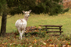 Wildpark Tambach - (c) Hartmut Klamm