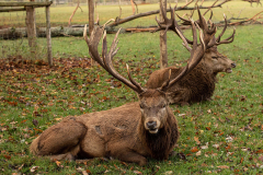 Wildpark Tambach - (c) Hartmut Klamm