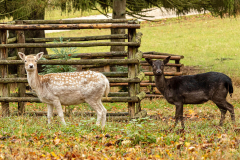 Wildpark Tambach - (c) Hartmut Klamm