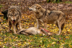 Wildpark Tambach - (c) Hartmut Klamm