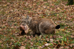 Wildpark Tambach - (c) Hartmut Klamm