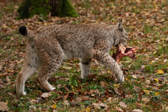 Wildpark Tambach - (c) Hartmut Klamm