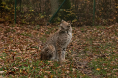 Wildpark Tambach - (c) Hartmut Klamm
