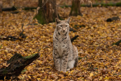 Wildpark Tambach - (c) Hartmut Klamm
