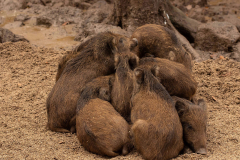 Wildpark Tambach - (c) Hartmut Klamm