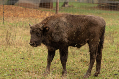 Wildpark Tambach - (c) Hartmut Klamm