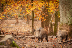 Wildpark Tambach - (c) Robert Geisel