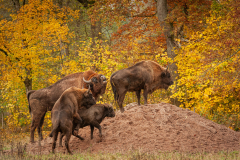 Wildpark Tambach - (c) Robert Geisel