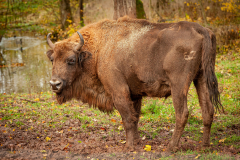 Wildpark Tambach - (c) Robert Geisel