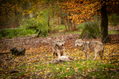Wildpark Tambach - (c) Robert Geisel
