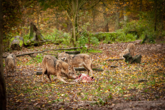Wildpark Tambach - (c) Robert Geisel