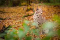 Wildpark Tambach - (c) Robert Geisel